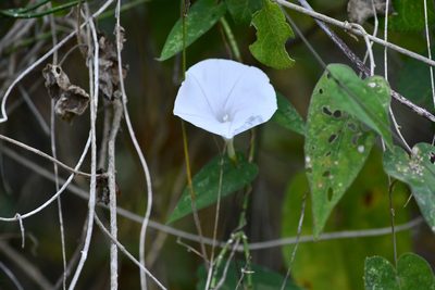 Ipomoea puncticulata, photographed by adel-fridus