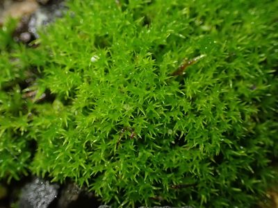 Pseudocrossidium hornschuchianum, photographed by George Greiff