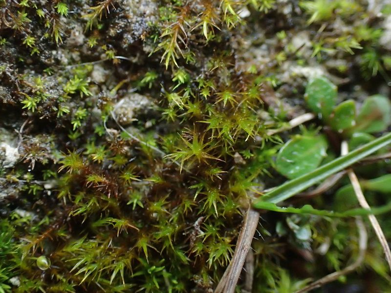 Didymodon acutus, photographed by George Greiff