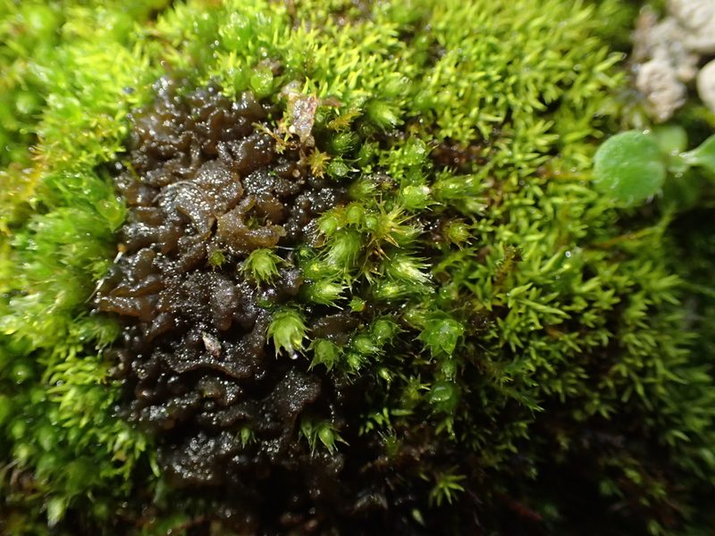 Brachymenium radiculosum, photographed by George Greiff