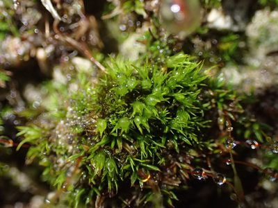 Weissia angustifolia, photographed by George Greiff