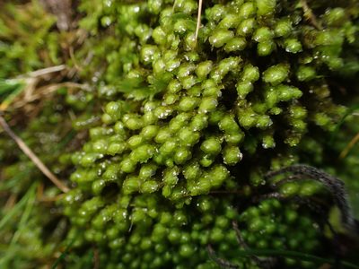 Scapania aspera, photographed by George Greiff