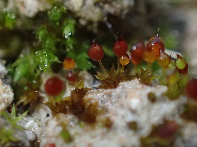 Microbryum rectum, photographed by George Greiff
