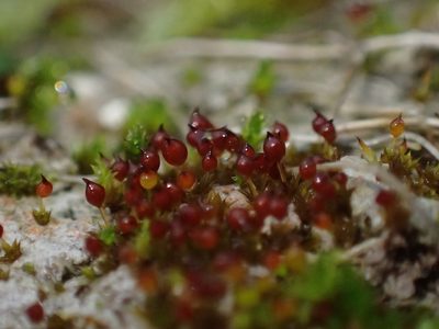 Microbryum rectum, photographed by George Greiff