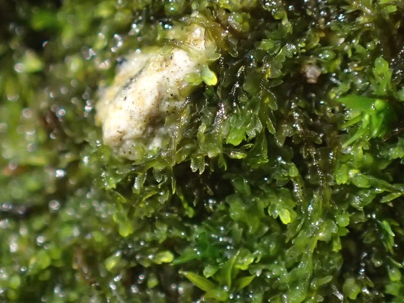 Mesoptychia turbinata, photographed by George Greiff