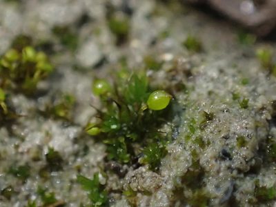 Microbryum curvicollum, photographed by George Greiff