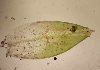 Acaulon muticum, photographed by George Greiff