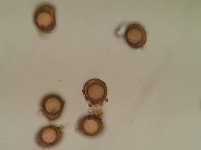 Acaulon muticum, photographed by George Greiff