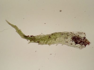 Ephemerum stoloniferum, photographed by George Greiff