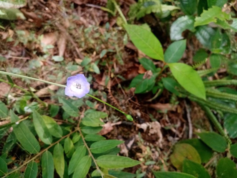 Chelonanthus purpurascens, photographed by Mateo Puerta