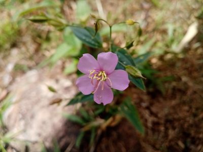 Pterogastra divaricata, photographed by Mateo Puerta