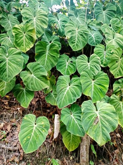 Philodendron gloriosum, photographed by Mateo Puerta
