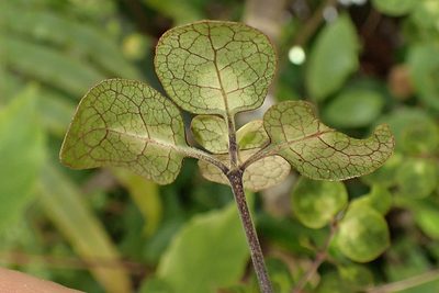 Coprosma tenuicaulis, photographed by Duncan Cunningham
