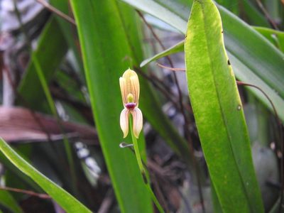 Maxillaria lineolata, photographed by Victor De la Cruz