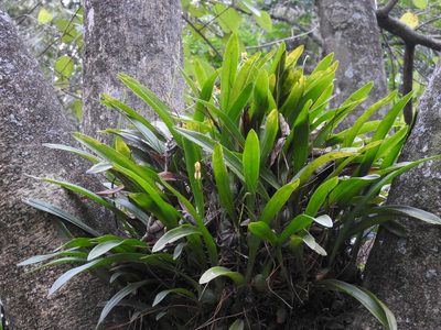 Maxillaria lineolata, photographed by Victor De la Cruz