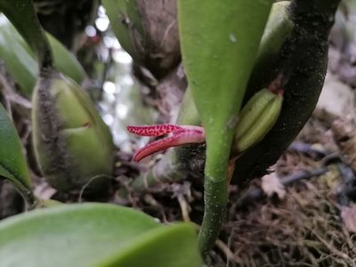 Restrepiella ophiocephala, photographed by Victor De la Cruz