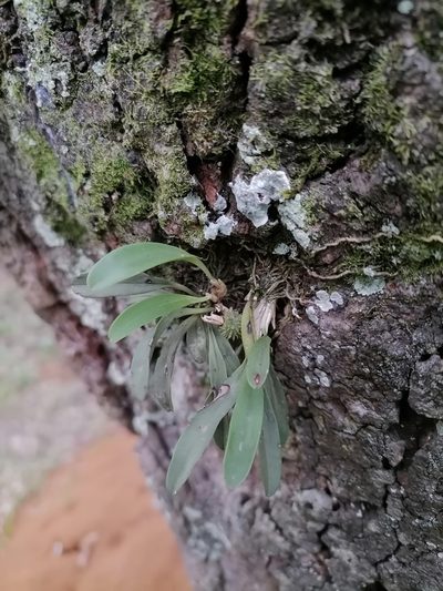 Specklinia tribuloides, photographed by Victor De la Cruz