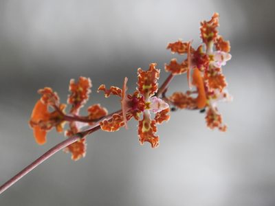Trichocentrum luridum, photographed by Victor De la Cruz