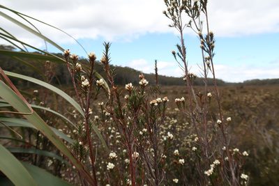 Richea acerosa, photographed by Cowirrie