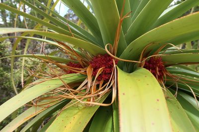 Richea pandanifolia, photographed by Cowirrie