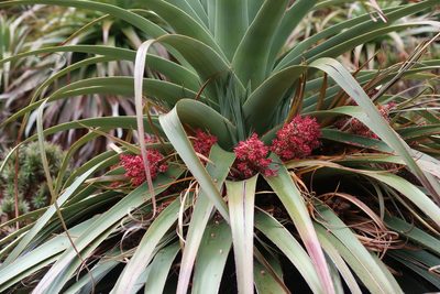 Richea pandanifolia, photographed by Cowirrie