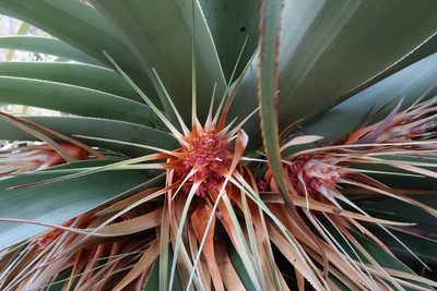 Richea pandanifolia, photographed by Cowirrie