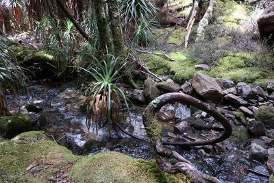 Richea pandanifolia, photographed by Cowirrie