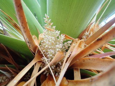 Richea pandanifolia, photographed by Cowirrie
