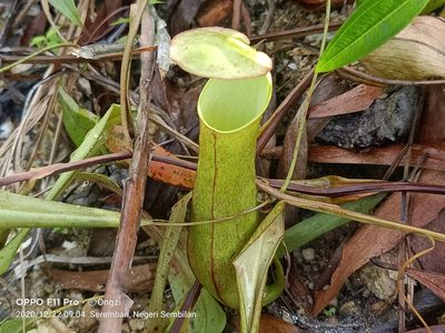 Nepenthes gracilis, photographed by Ong Jyh Seng