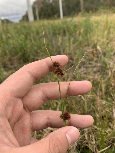 Rhynchospora microcephala, photographed by Brandon Corder