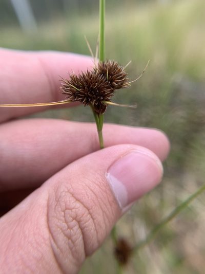 Rhynchospora microcephala, photographed by Brandon Corder