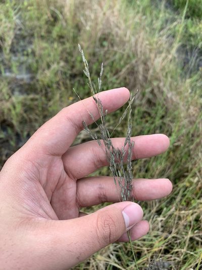 Eragrostis atrovirens, photographed by Brandon Corder