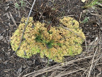 Sphagnum perichaetiale, photographed by Brandon Corder