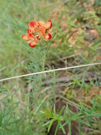 Oxylobium pulteneae, photographed by Will Cornwell