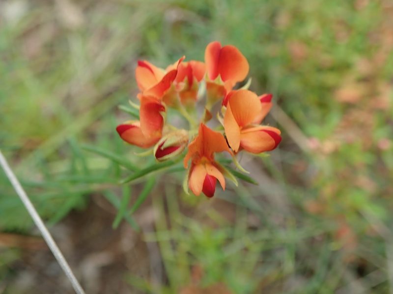Oxylobium pulteneae, photographed by Will Cornwell