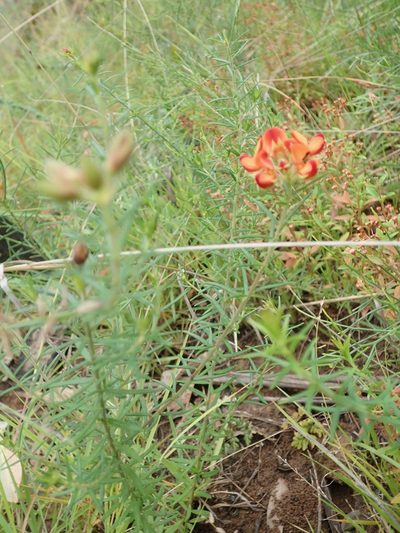 Oxylobium pulteneae, photographed by Will Cornwell