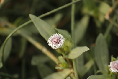 Spilanthes leiocarpa, photographed by Ruth Gutiérrez Oliveros