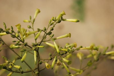 Nicotiana paniculata, photographed by Ruth Gutiérrez Oliveros