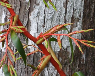 Tillandsia guatemalensis, photographed by Grete Pasch