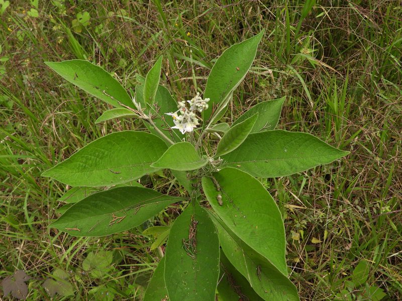 Solanum brevipedicellatum, photographed by Grete Pasch