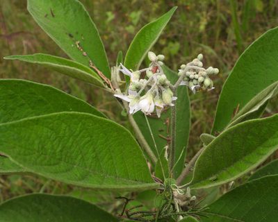 Solanum brevipedicellatum, photographed by Grete Pasch