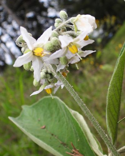 Solanum brevipedicellatum, photographed by Grete Pasch
