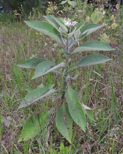 Solanum brevipedicellatum, photographed by Grete Pasch