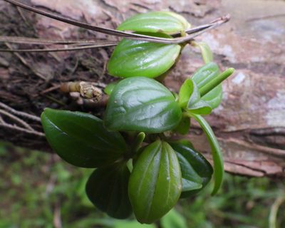 Peperomia san-joseana, photographed by Grete Pasch