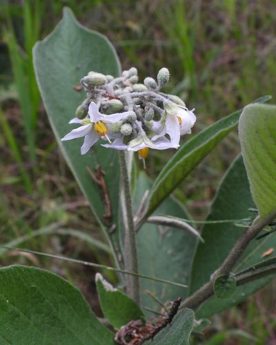 Solanum brevipedicellatum, photographed by Grete Pasch