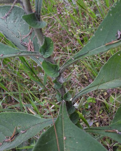 Solanum brevipedicellatum, photographed by Grete Pasch