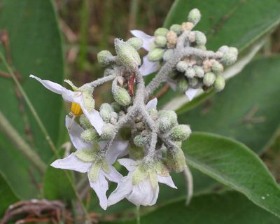 Solanum brevipedicellatum, photographed by Grete Pasch