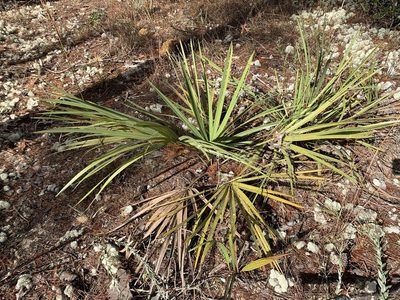 Sabal etonia, photographed by Brandon Corder