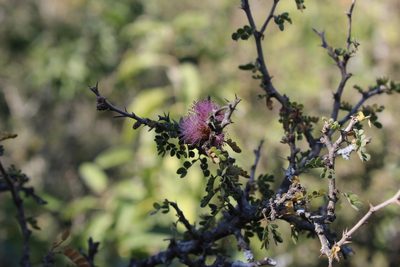 Painteria elachistophylla, photographed by Francisco Martínez González