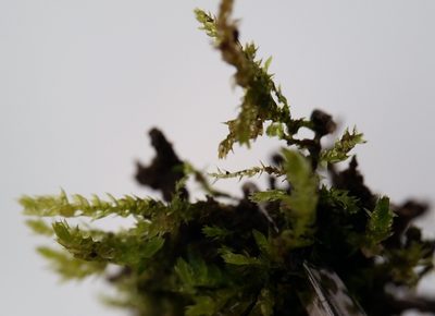 Eurhynchiastrum pulchellum, photographed by Zihao Wang